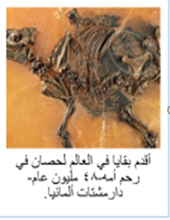 بقايا خيول ارشيف