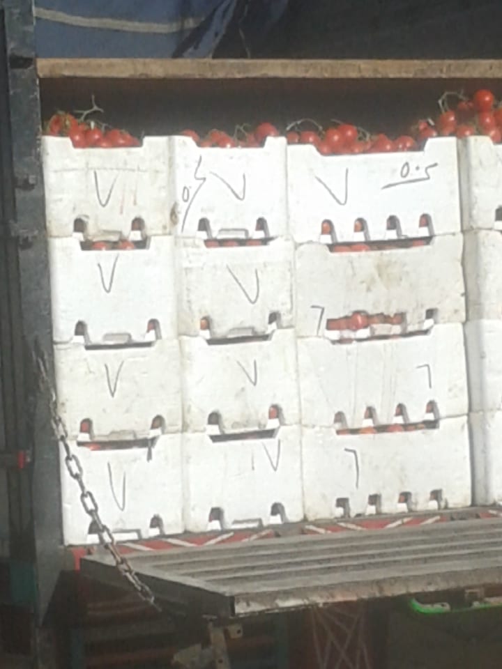 تسويق بندورة
