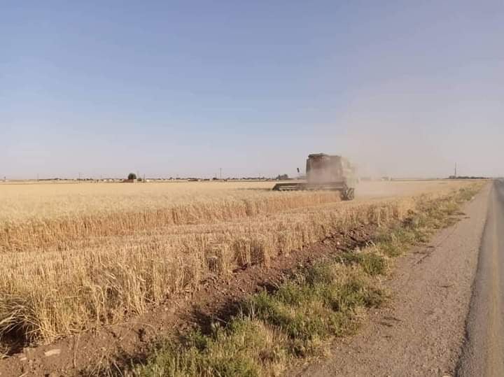 حقل قمح مع حصادة في الجزيرة